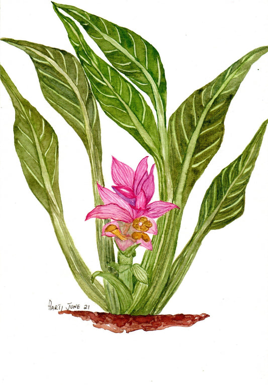 Buy Botanical Watercolor Paintings Online in India - Chai Experience